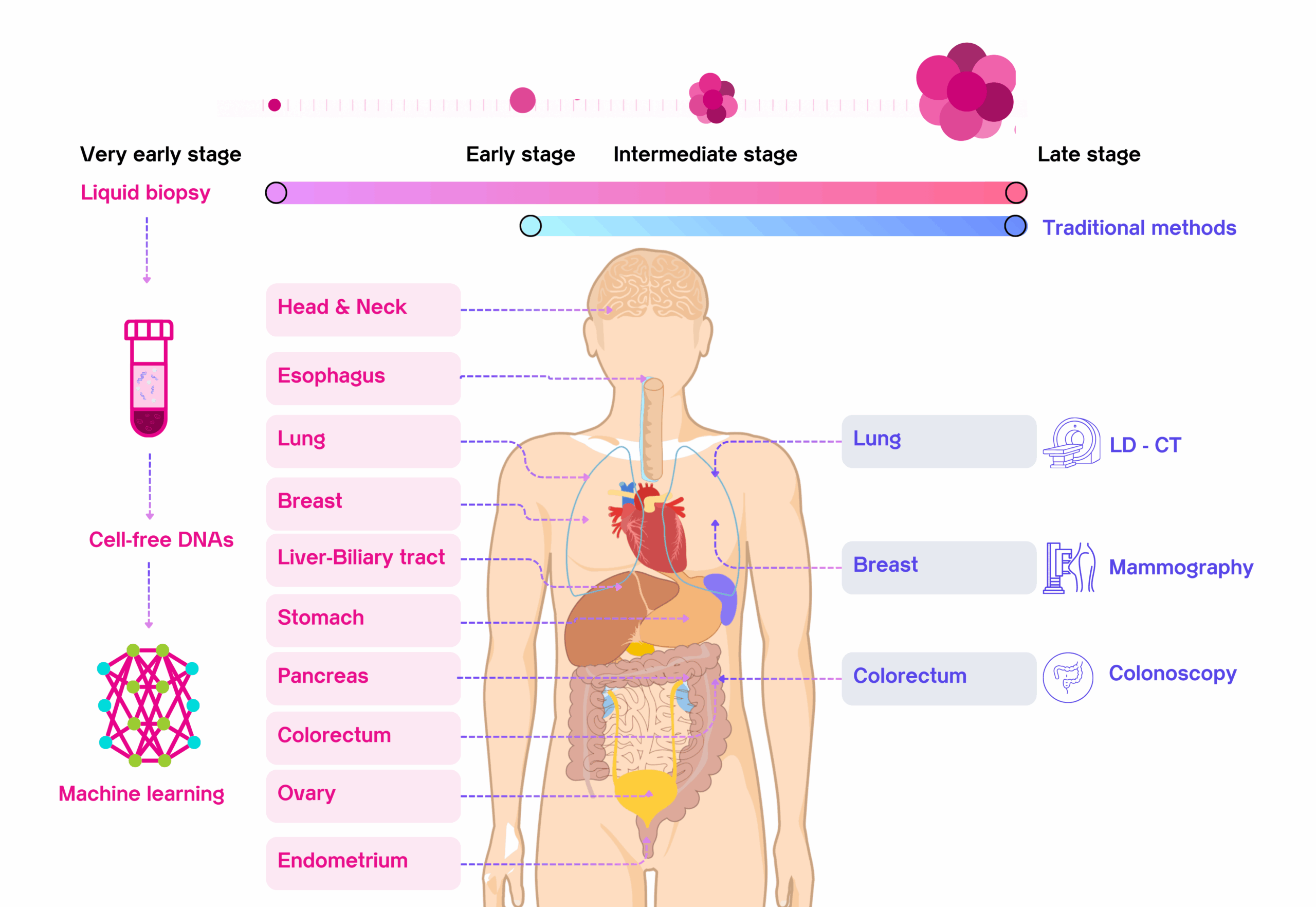 MCED and Traditional Screening: A Comprehensive, Complementary Strategy